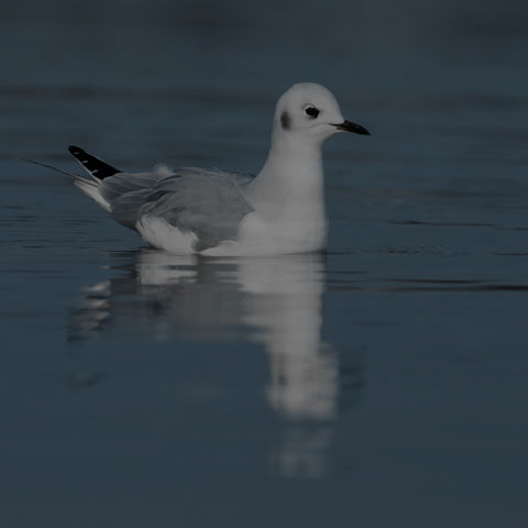 Bonaparte's Gull