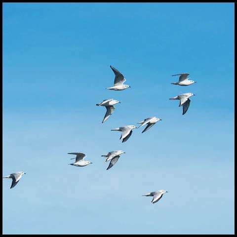 Bonaparte's Gull
