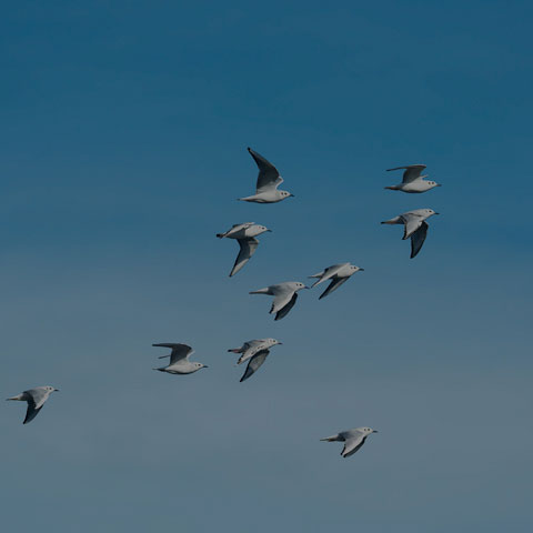 Bonaparte's Gull