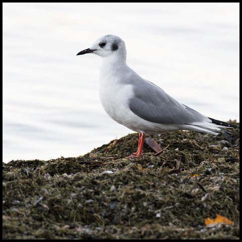 Bonaparte's Gull