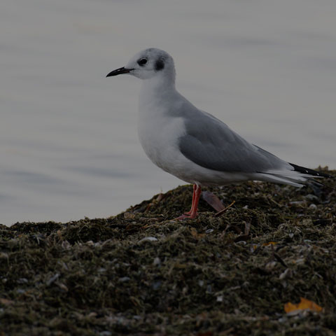 Bonaparte's Gull