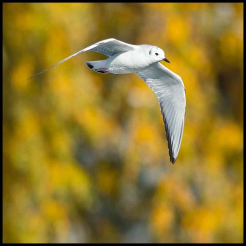 Bonaparte's Gull