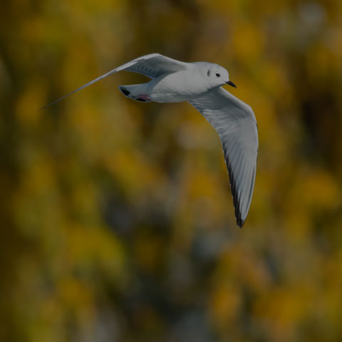 Bonaparte's Gull