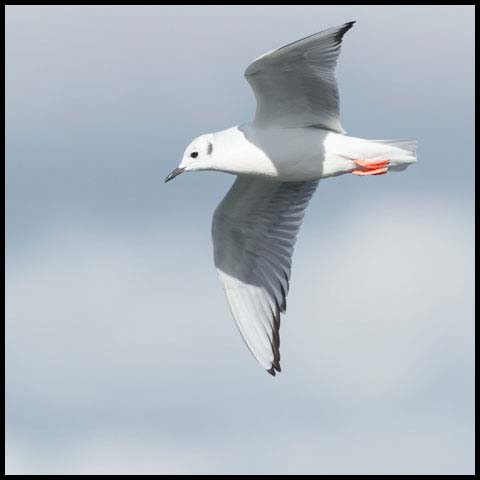 Bonaparte's Gull