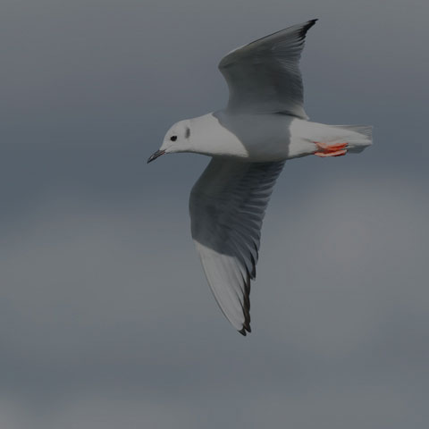 Bonaparte's Gull