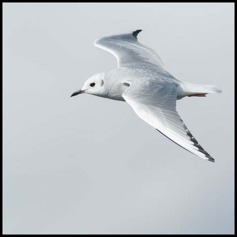 Bonaparte's Gull