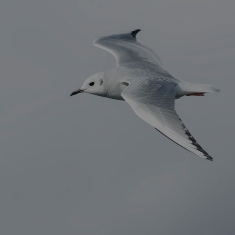 Bonaparte's Gull