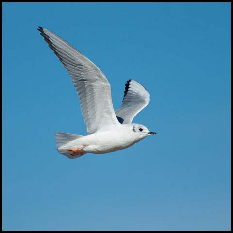 Bonaparte's Gull