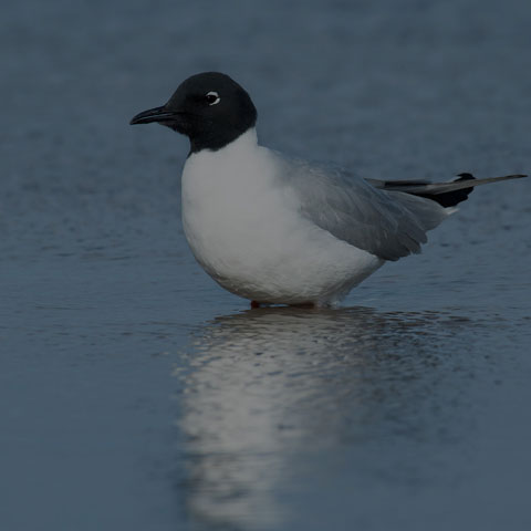 Bonaparte's Gull