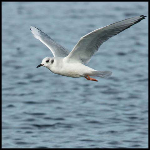 Bonaparte's Gull