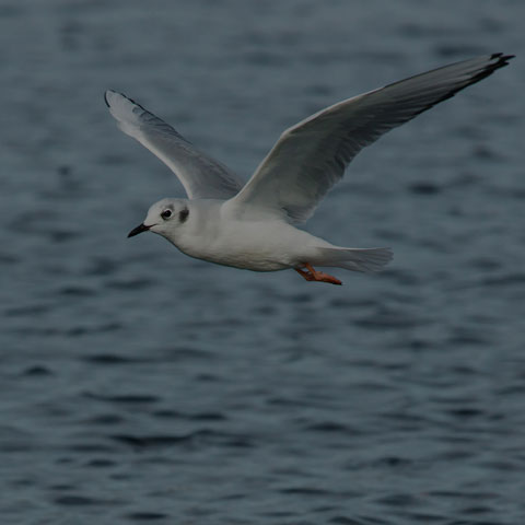 Bonaparte's Gull