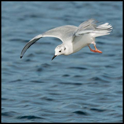 Bonaparte's Gull