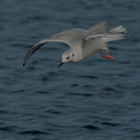 Bonaparte's Gull