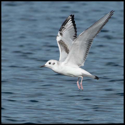 Bonaparte's Gull