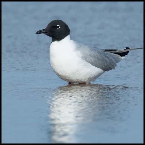 Bonaparte's Gull