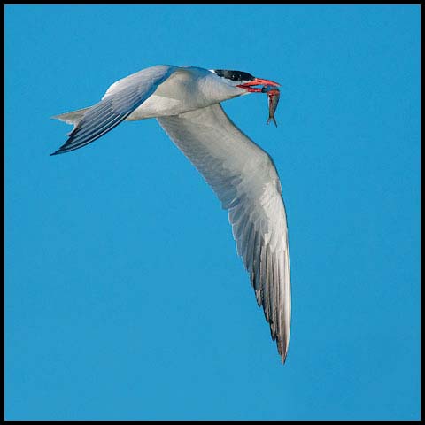 Caspian Tern