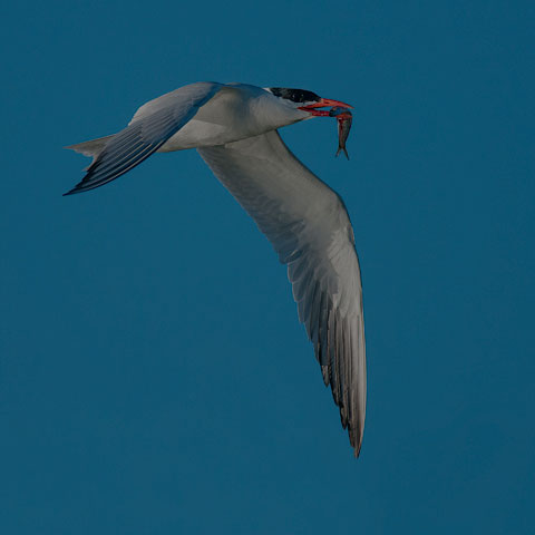 Caspian Tern