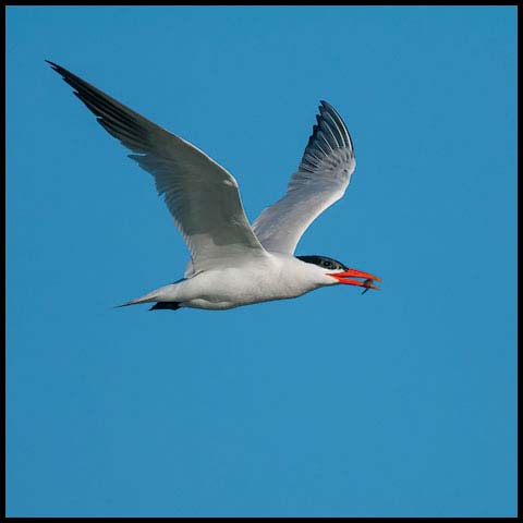Caspian Tern