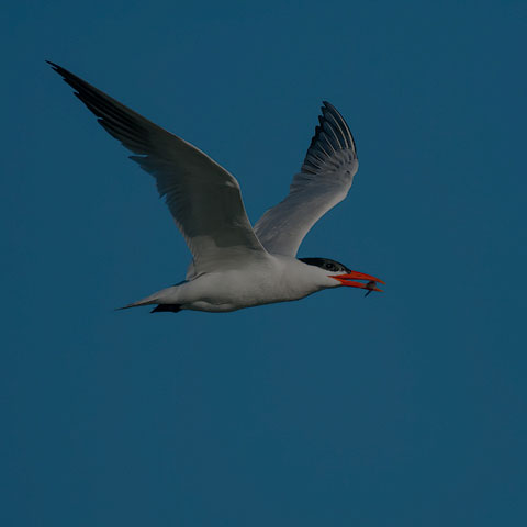 Caspian Tern