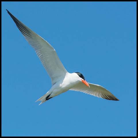 Caspian Tern