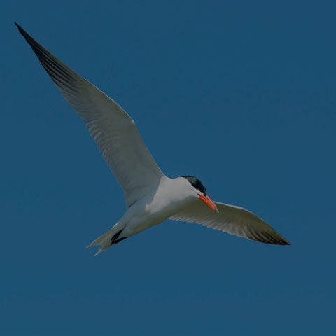 Caspian Tern