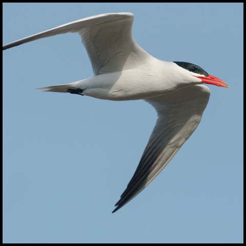 Caspian Tern