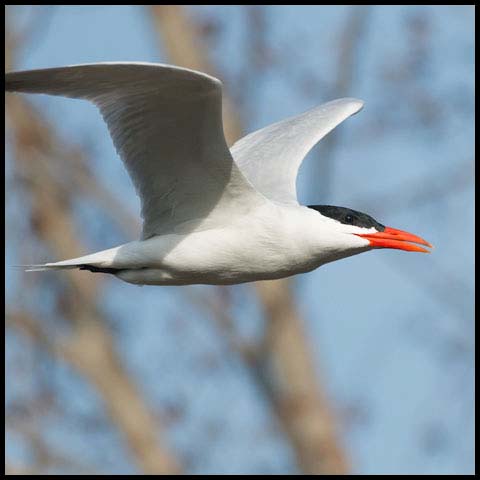 Caspian Tern