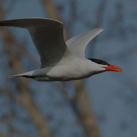 Caspian Tern