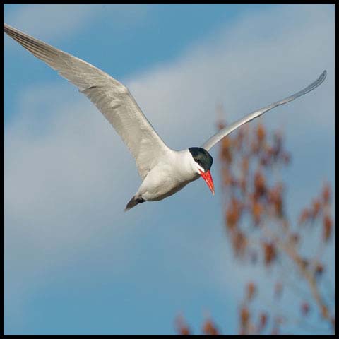 Caspian Tern