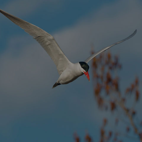 Caspian Tern