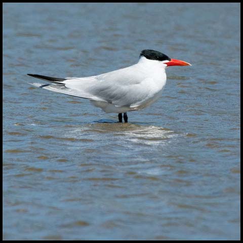 Caspian Tern