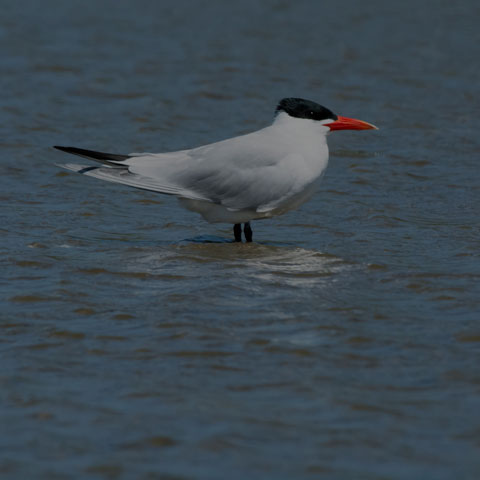 Caspian Tern