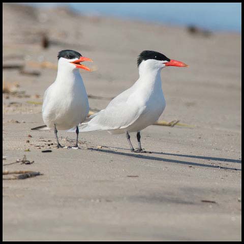 Caspian Tern