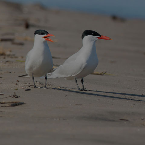 Caspian Tern