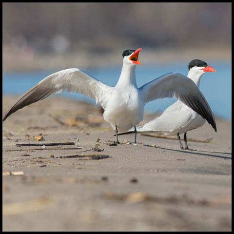 Caspian Tern