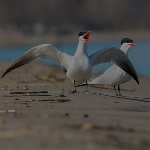 Caspian Tern