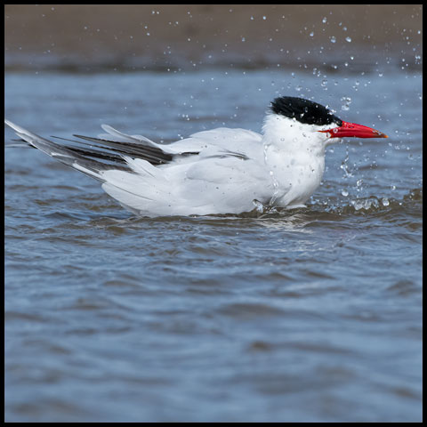 Caspian Tern