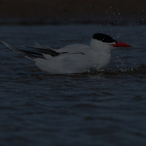 Caspian Tern