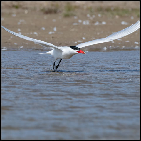 Caspian Tern