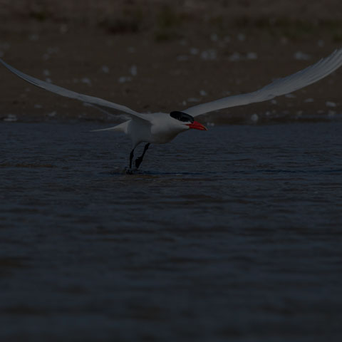 Caspian Tern