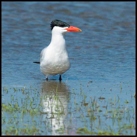 Caspian Tern