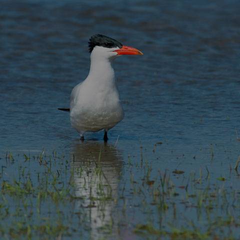 Caspian Tern