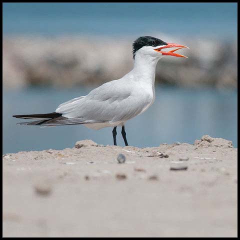Caspian Tern