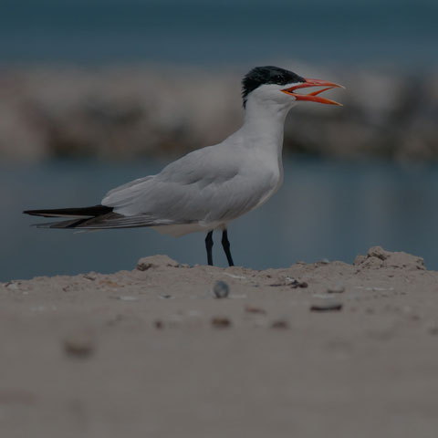 Caspian Tern