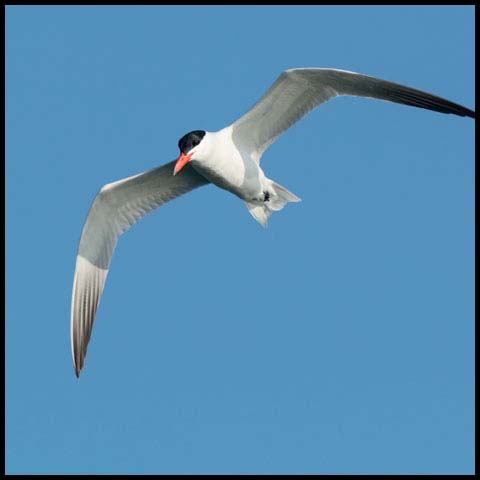Caspian Tern