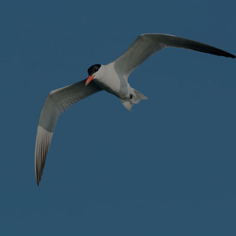 Caspian Tern
