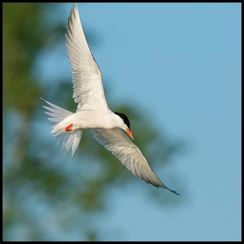 Common Tern