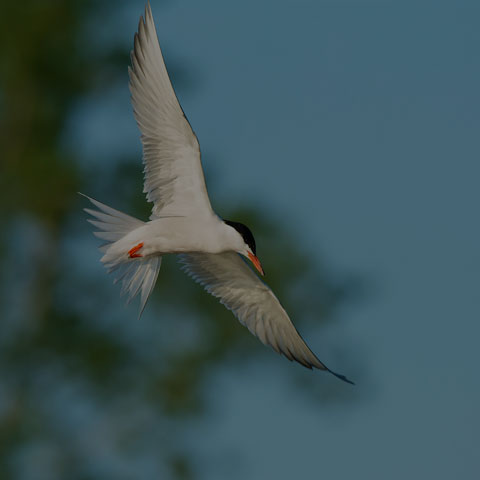 Common Tern