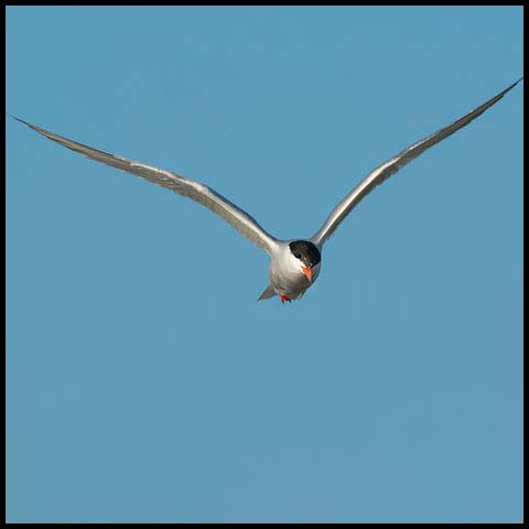 Common Tern