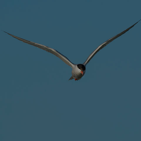 Common Tern